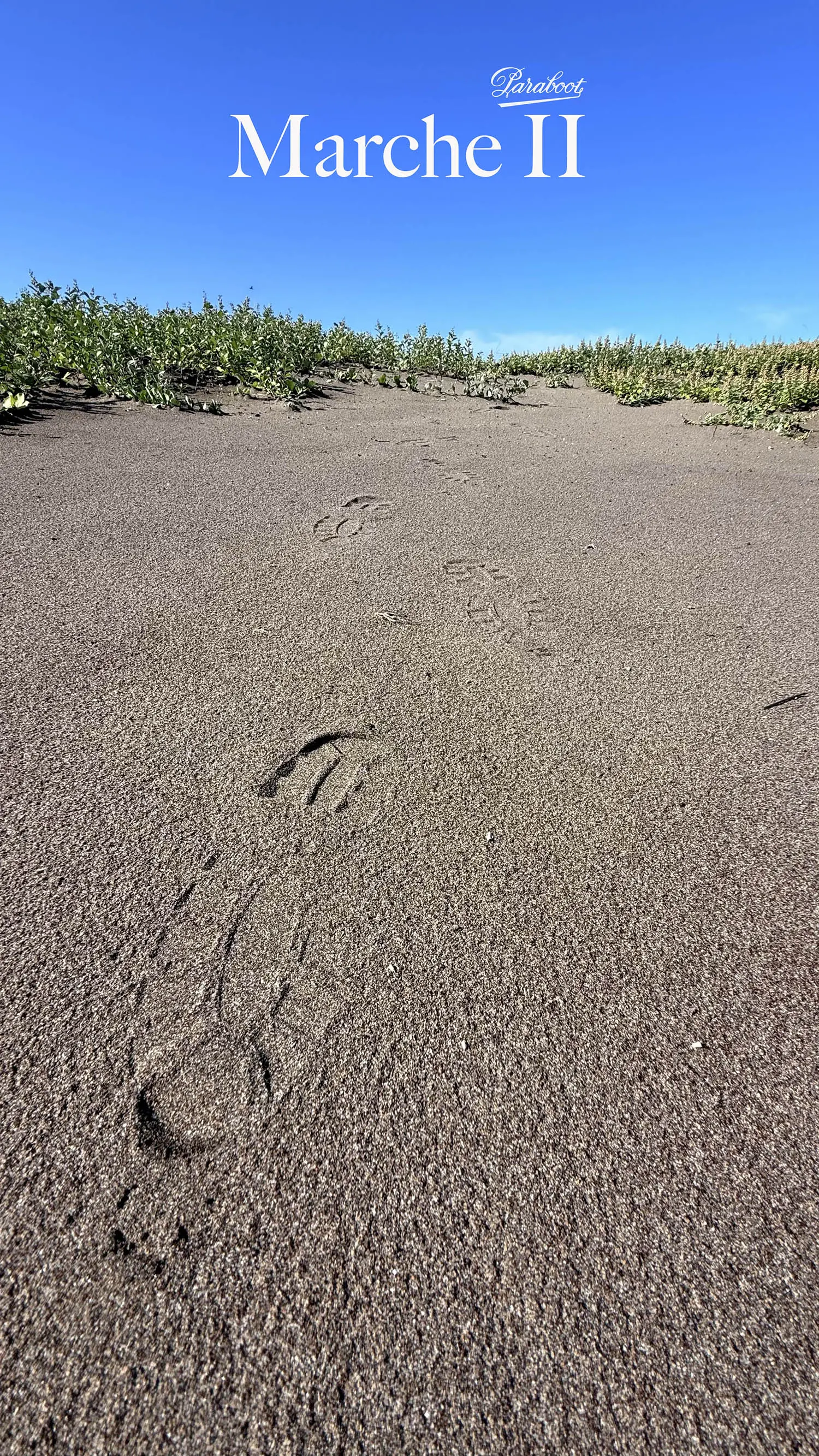 ѥ֡ 715604 MICHAEL MARCHE II LIS (NOIR) 